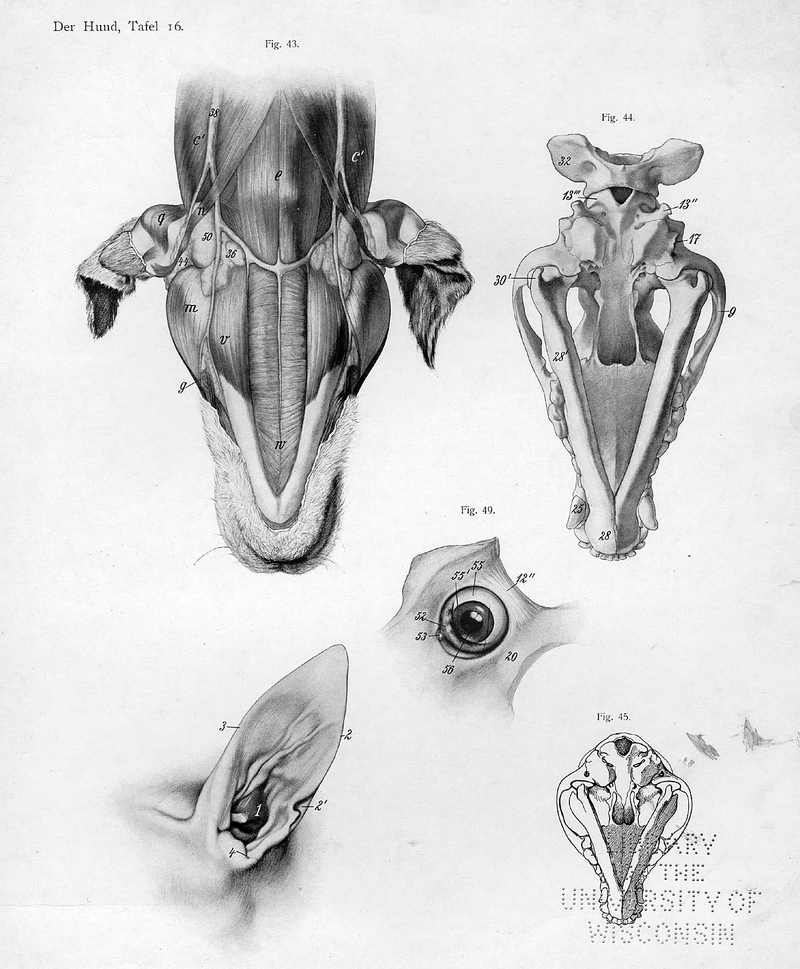 Illustration for article titled Lose Yourself In The Gorgeous Anatomical Drawings of Hermann Dittrich